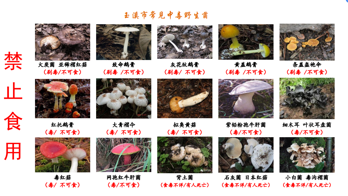 预防误食有毒野生菌中毒的预警信息