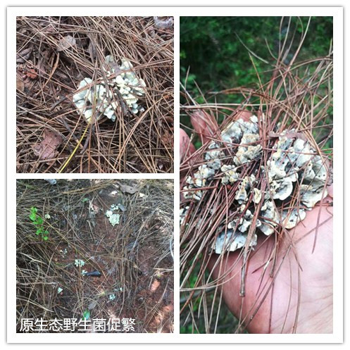 野生菌.jpg 野生菌.jpg