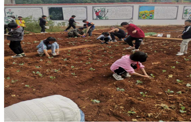 第238期 20211015华宁县青龙镇山岐小学劳动实践基地迎来丰收667.png 第238期 20211015华宁县青龙镇山岐小学劳动实践基地迎来丰收667.png